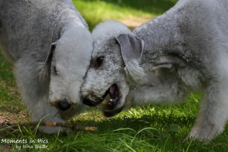 2010-05-29 Alanna und Svet (20).jpg - Airis Blue Volshebny Svet & his daughter Arc-en-ciel Alanna 2010-05-29